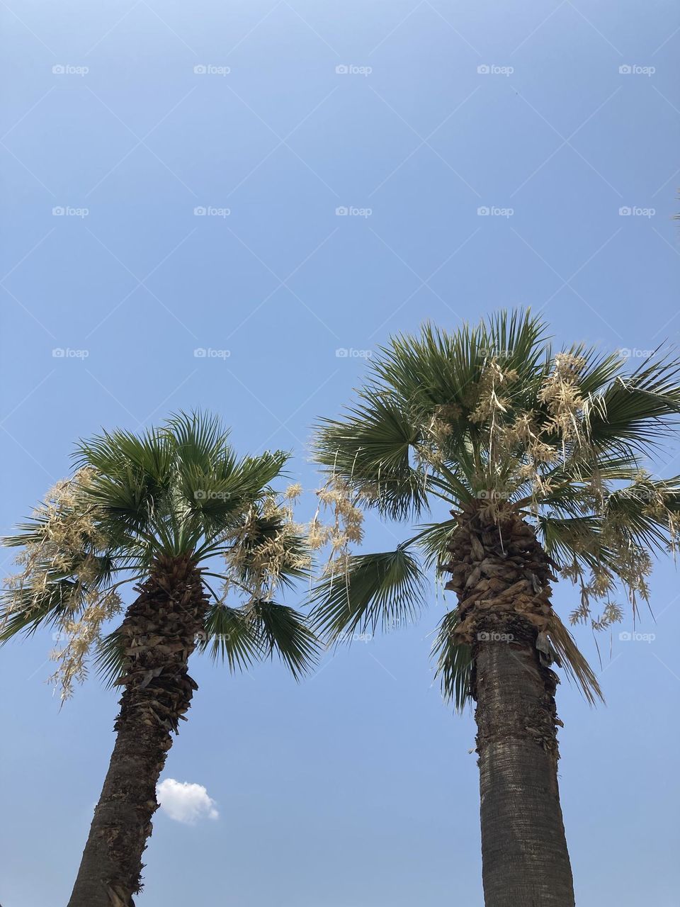 Beach time on holidays. Blue sky and tall palm trees. Sunsets and sunny days. Summertime in Kusadasi. Vacation travel in Turkey . Summer view. Sunny day during vacation 