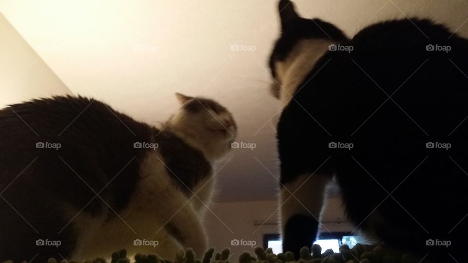 Cat Fight