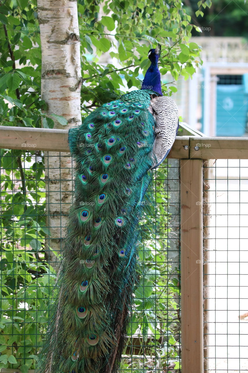 peacock