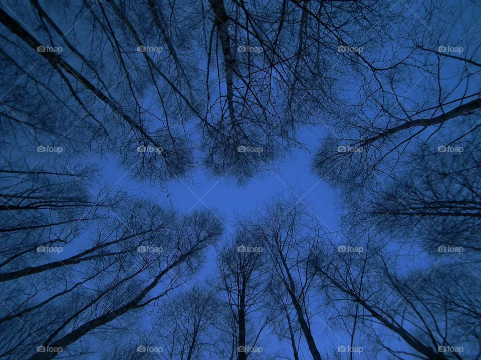 trees