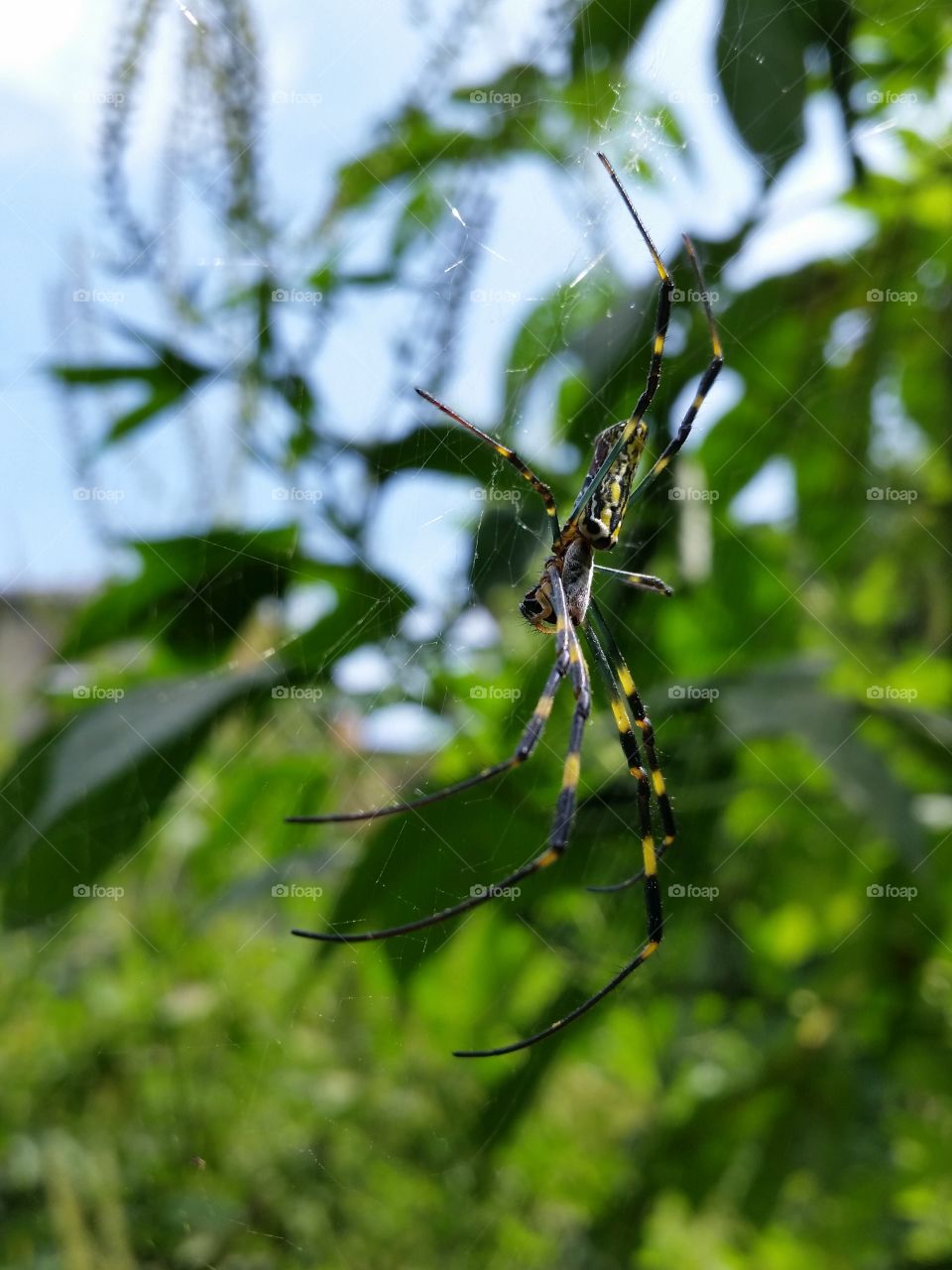 Striped pattern spider