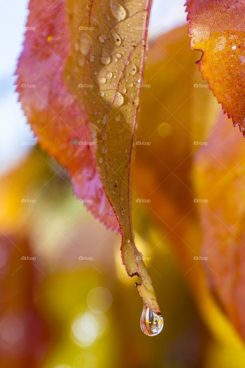 autumn cherry leaves and drops