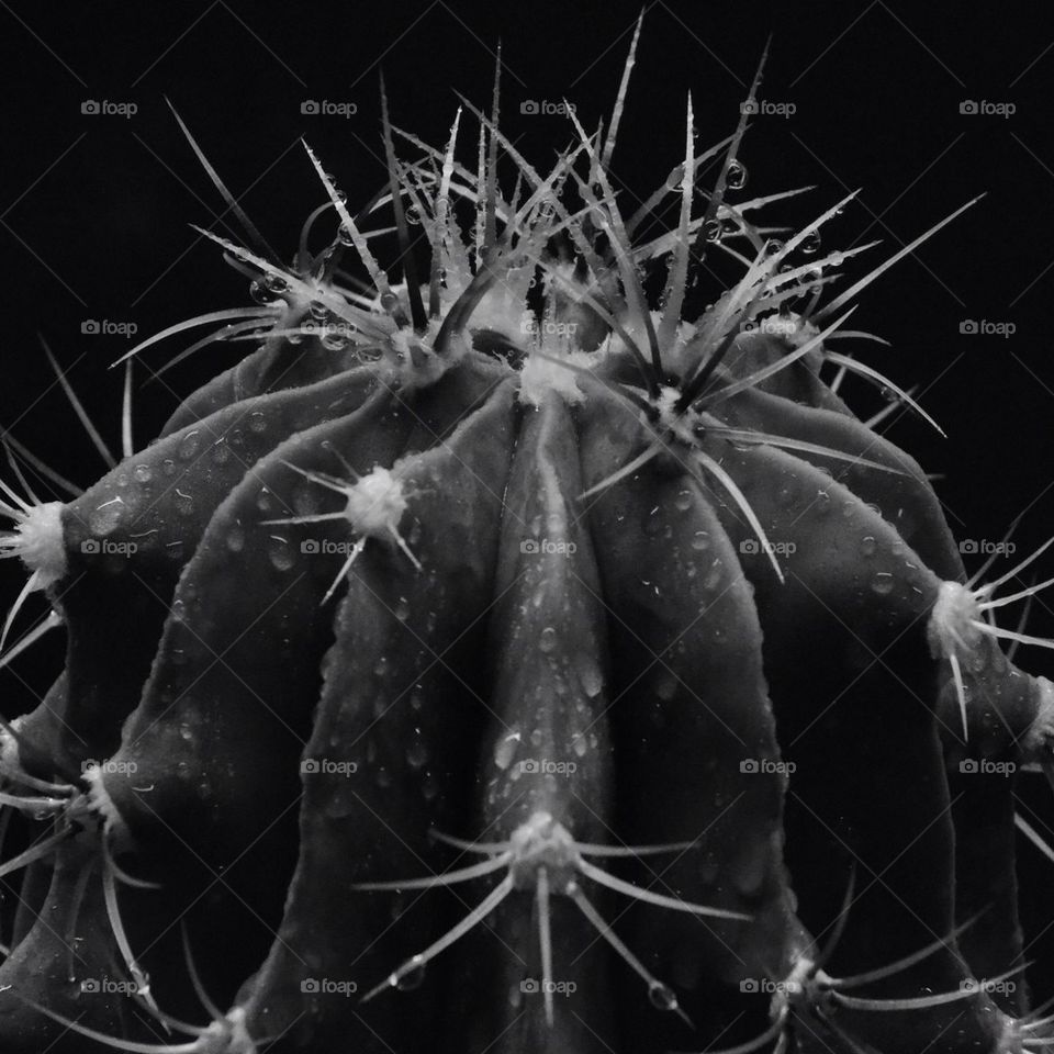 Water drops on a cactus