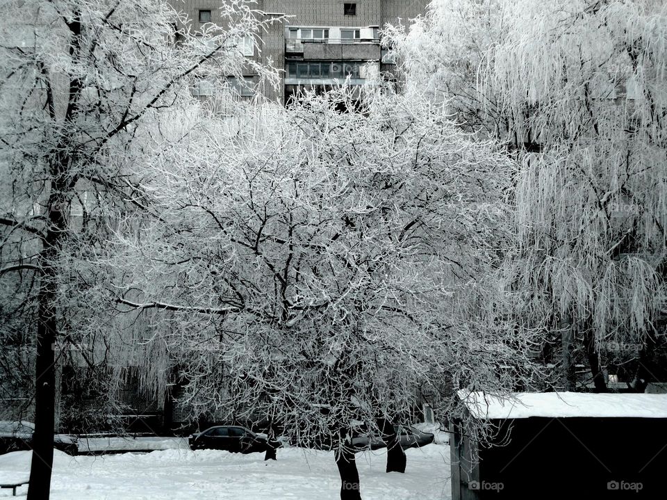 Winter, Snow, Tree, Season, Landscape