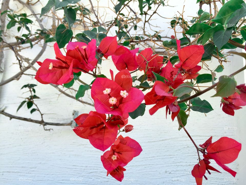 Red flowers