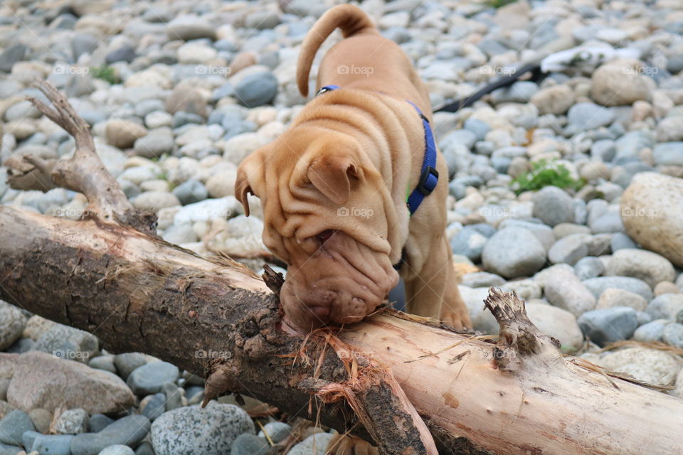 More nom nom