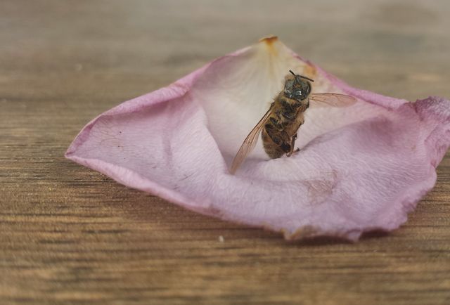 dancing bee