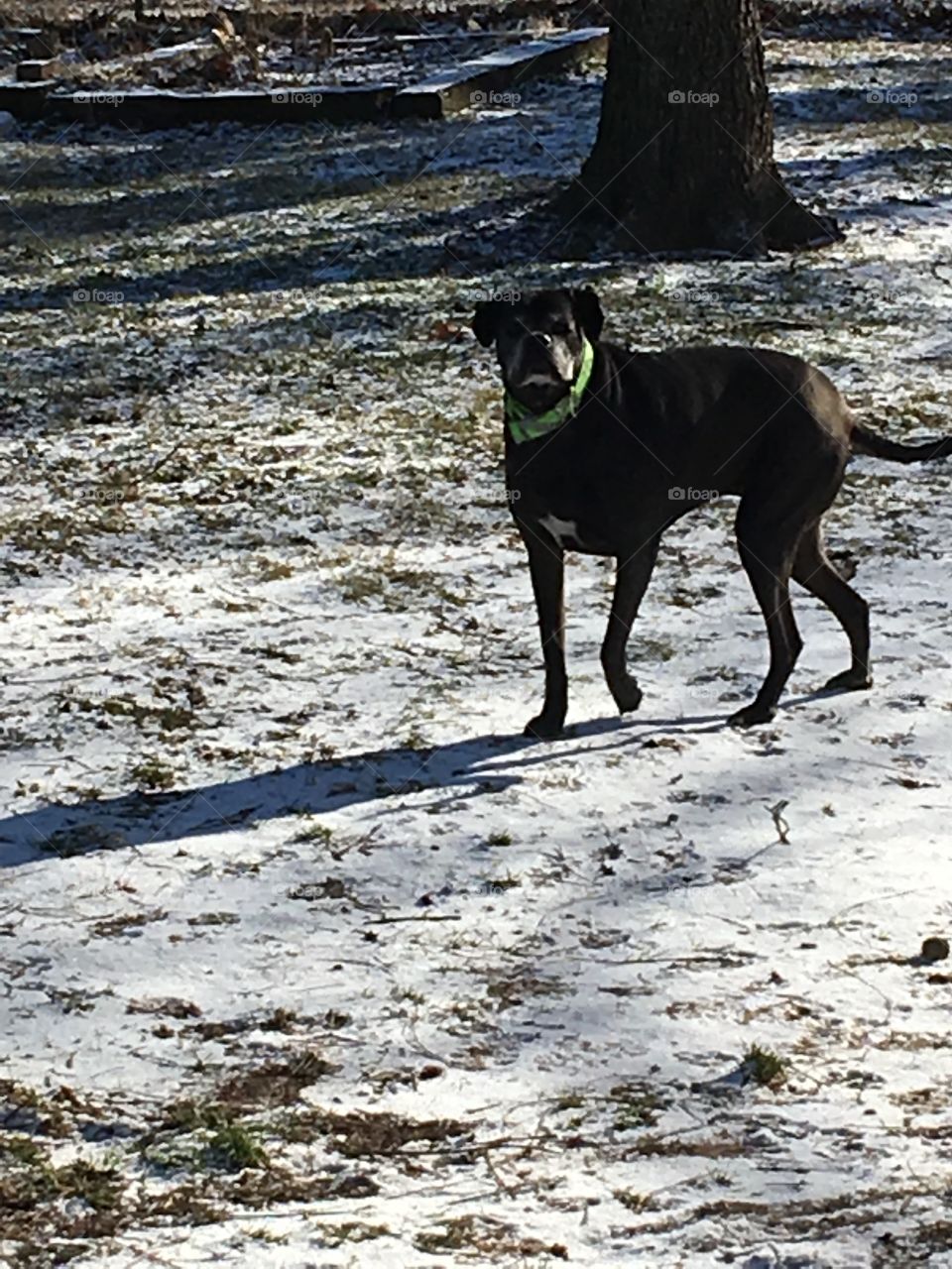 Kwanita boxer/lab having fun in the snow in the back yard. Better than peanut butter!