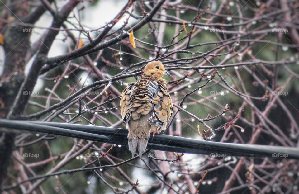 Dove on a rainy day