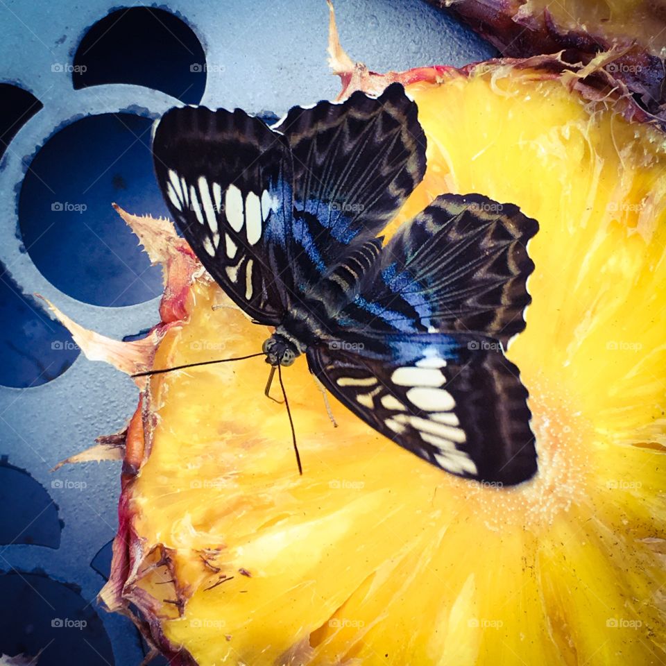 Butterfly contrast.