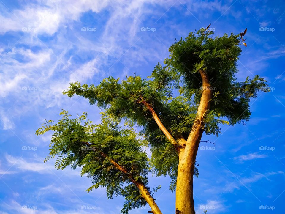A vertical shot of small leaves on Leucaena leucocephala or river tamarind tree branches against cloudy sky