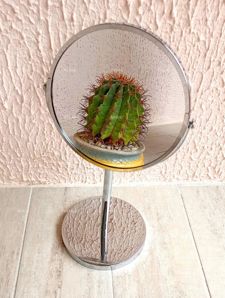 cactus reflection in mirror