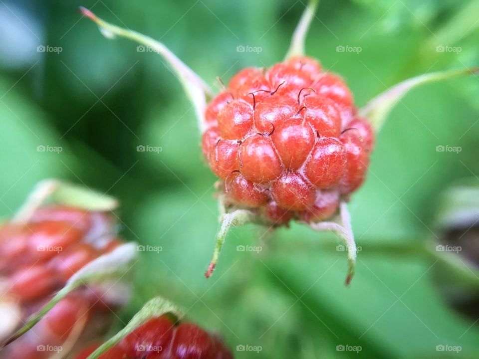 Red Raspberry