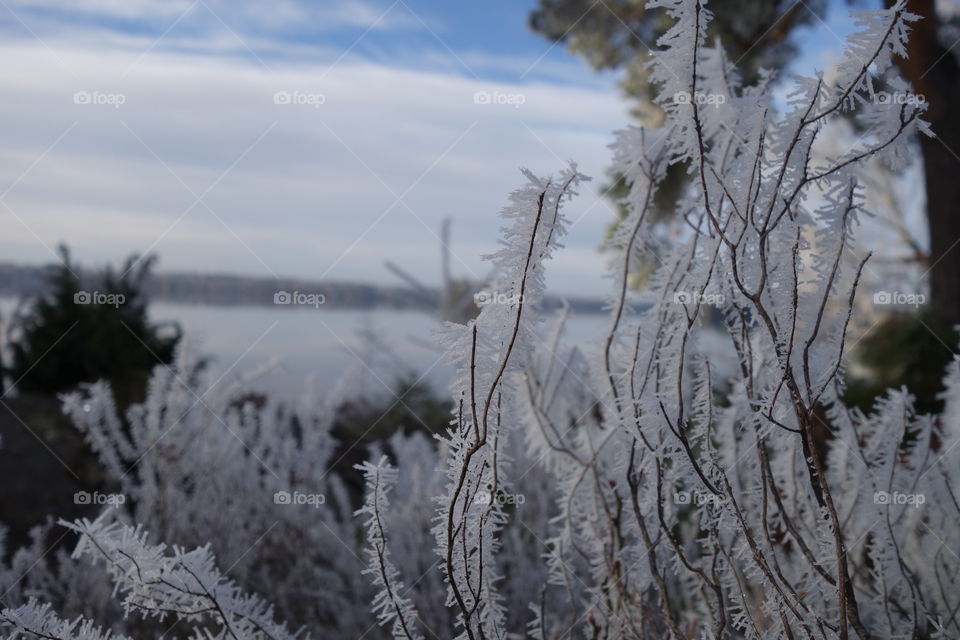 Snowflake on branches