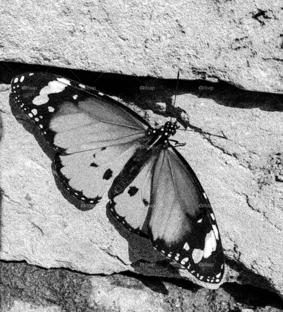 monarch