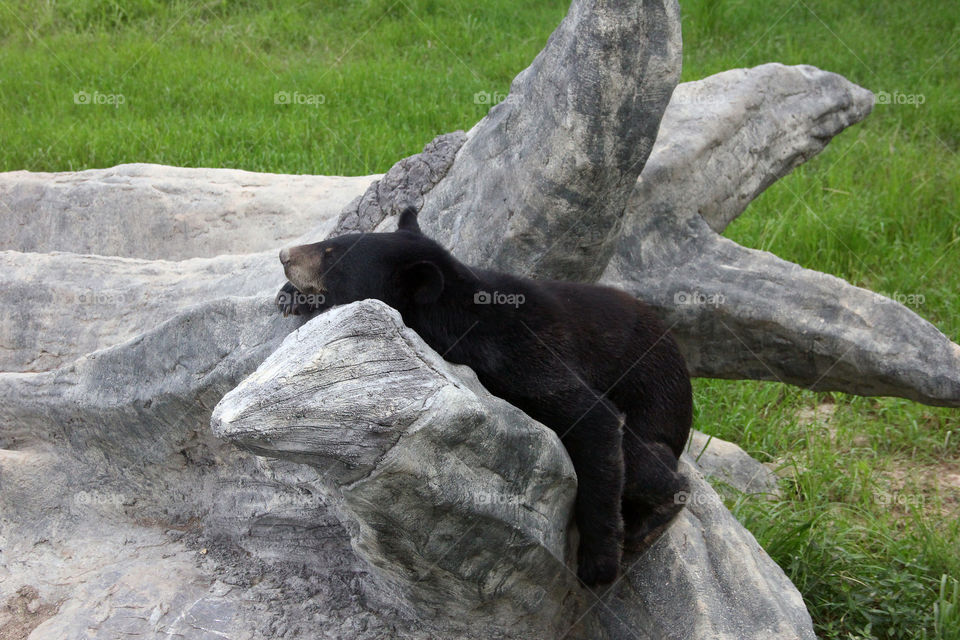 sleepy on the rocks. A bear sleeping on the rocks and it looks like he is very comfortable. At the wild animal zoo, China.