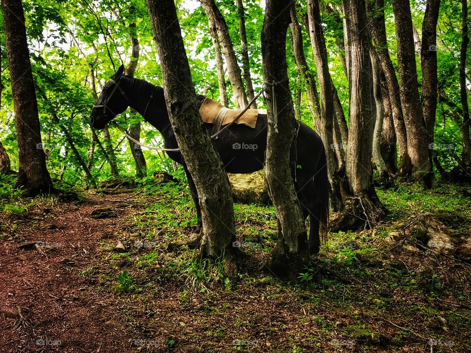 Russia view zoo animals wild outside outdoor day part details capture life forest