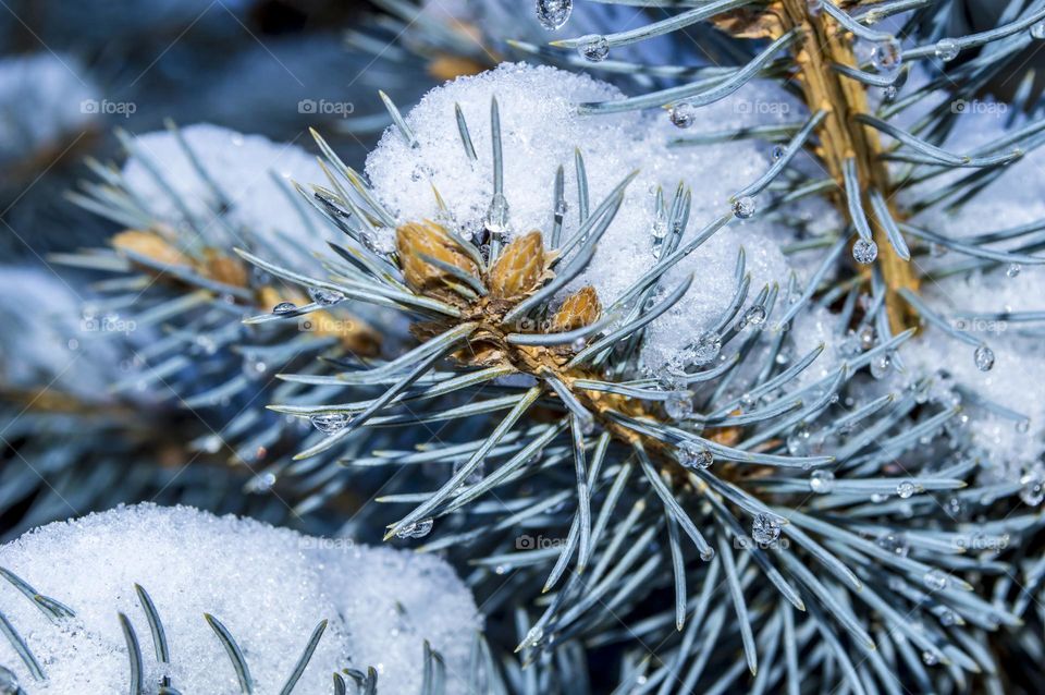 Blooming blue spruce.