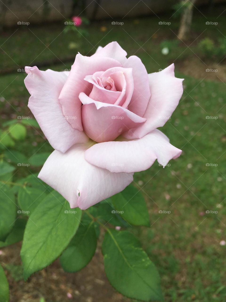 🌹 🇺🇸 Very beautiful flowers to brighten our day.  Live nature and its beauty. Did you like the delicate petals? / 🇧🇷 Flores muito bonitas para alegrar nosso dia. Viva a natureza e sua beleza. Gostaram das pétalas delicadas? 