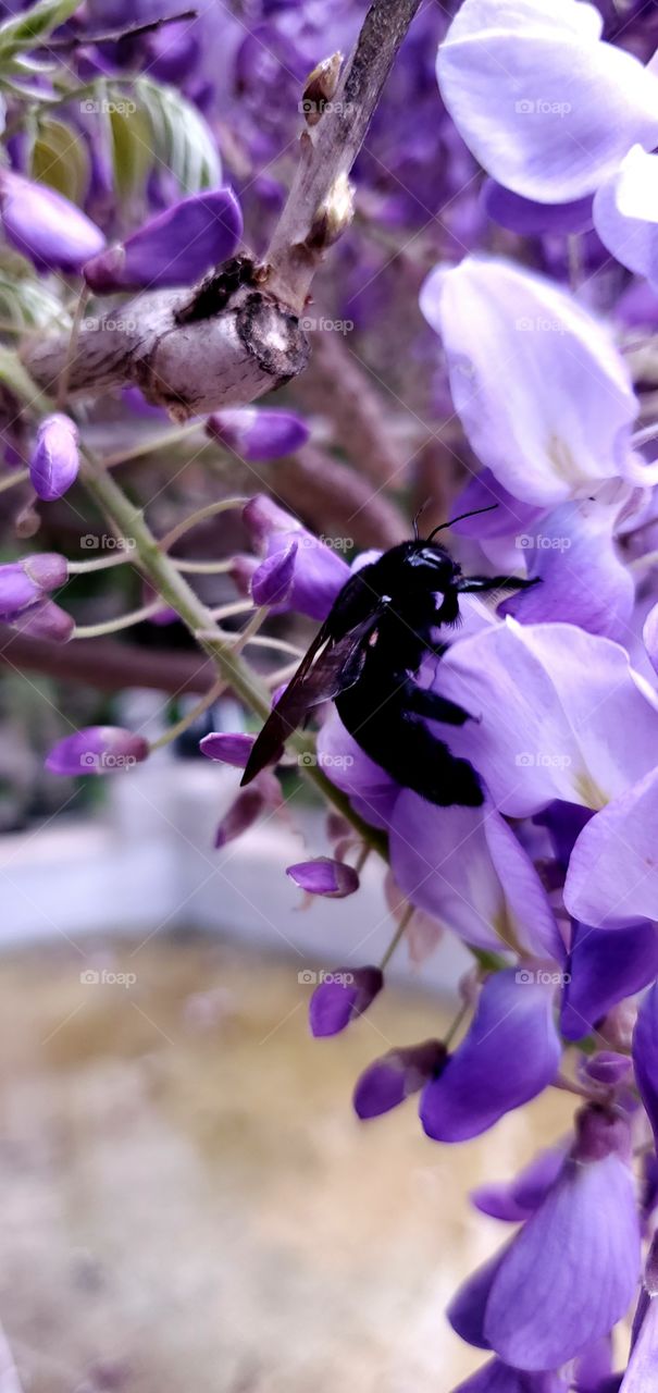 Bumblebee on wysteria