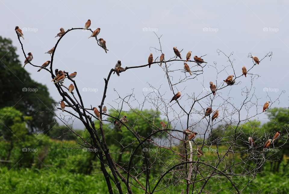 Munia's collonial. Partly of the large community member bird of munia. Looks for two species of bird from the more twenty individu perched at the bush tree. They're scaly headed munia, and pale headed munia. They keep distance from the other finch.