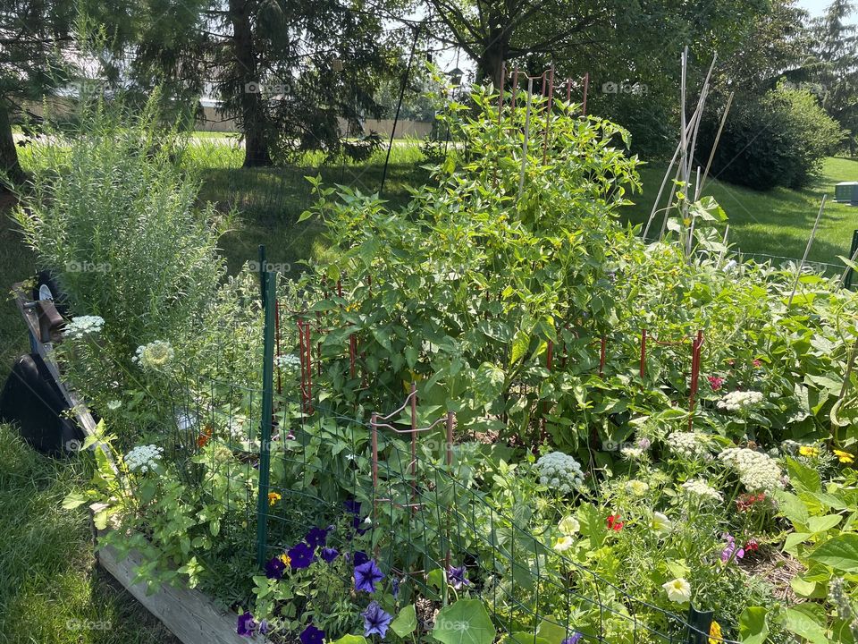 Organic garden flowers 