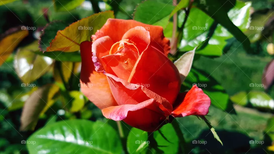 Lovely rose