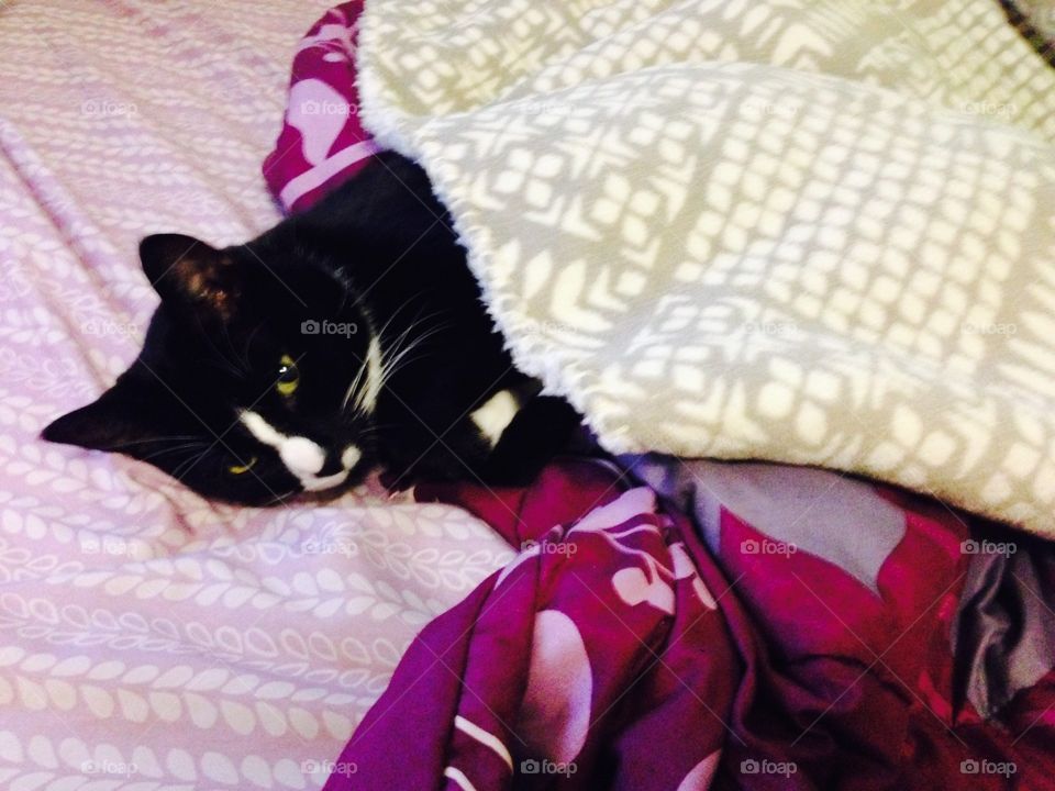 Cat sleeping under blankets! 