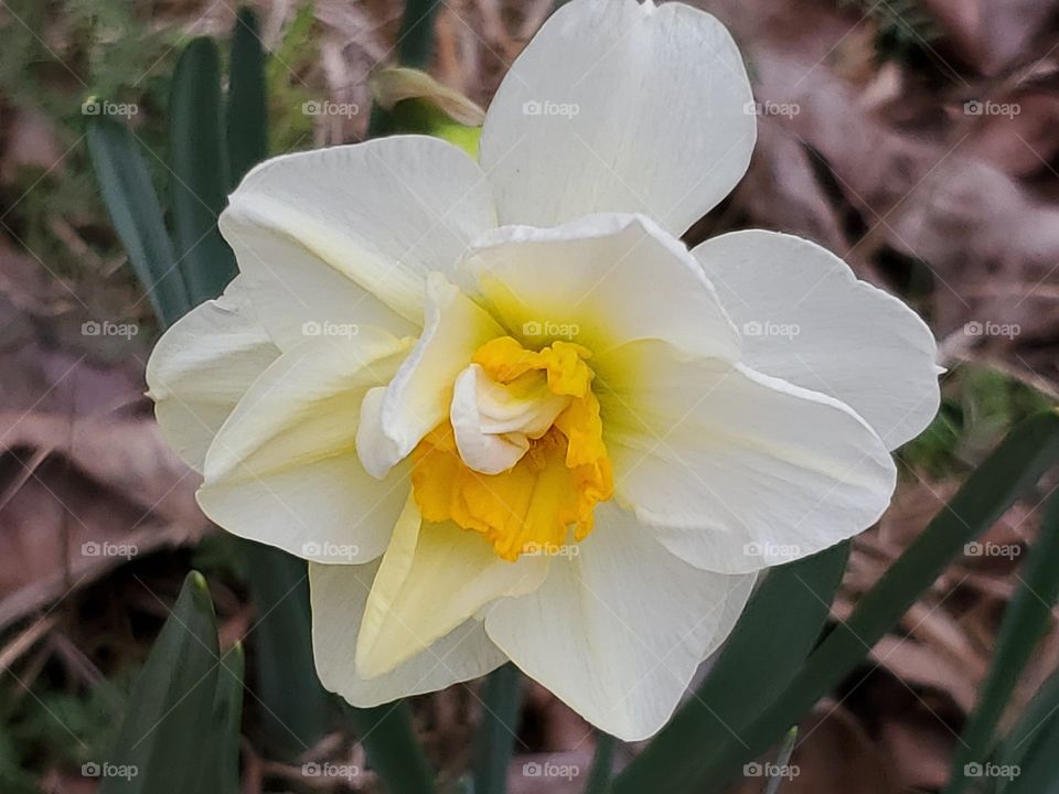 daffodil