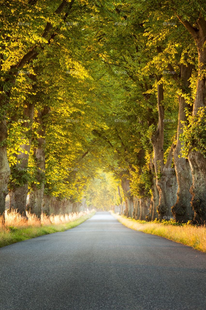 Magic golden forest road