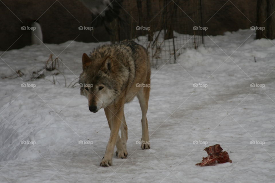 A wolf walks through the snow. Beside lies a bitten piece of meat on the bone.