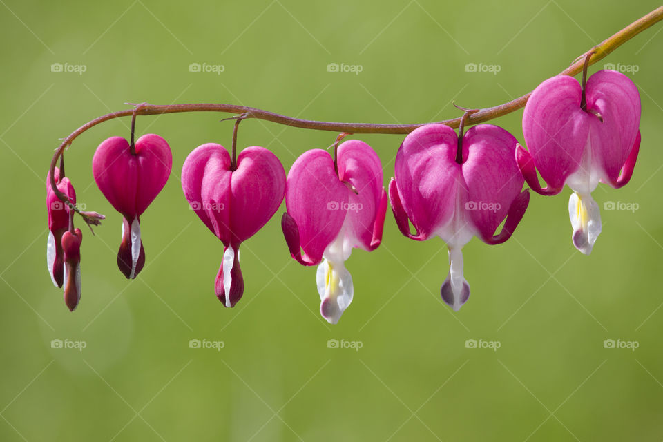 Symmetry, bleeding heart flowers 