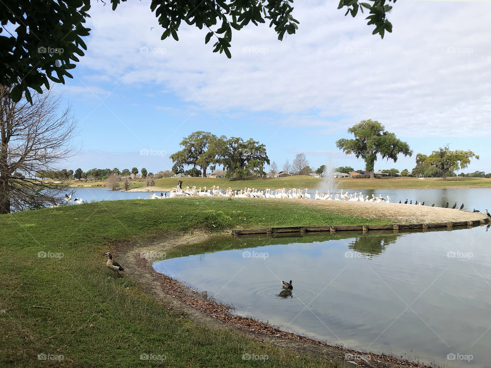 A Pod of Pelicans in front of a fountain and an Egyptian Goose