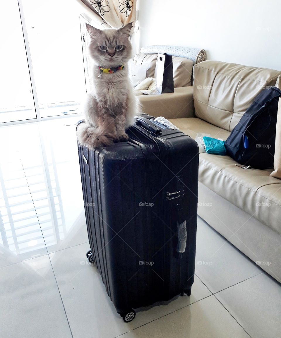 When all stuff already packed inside but missed 1 important point to be bring, my cats!