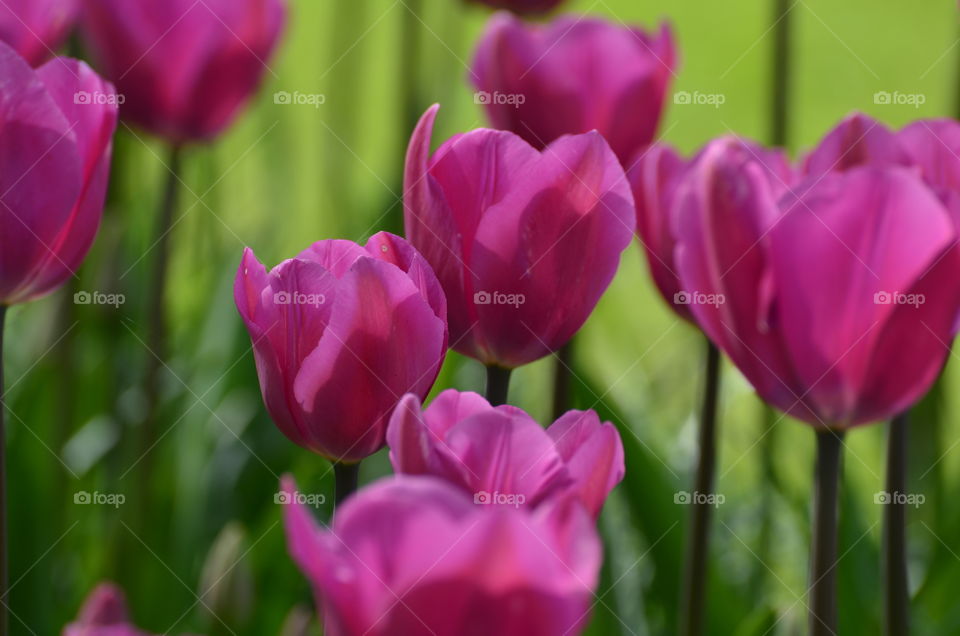 Close-up of tulip flowers