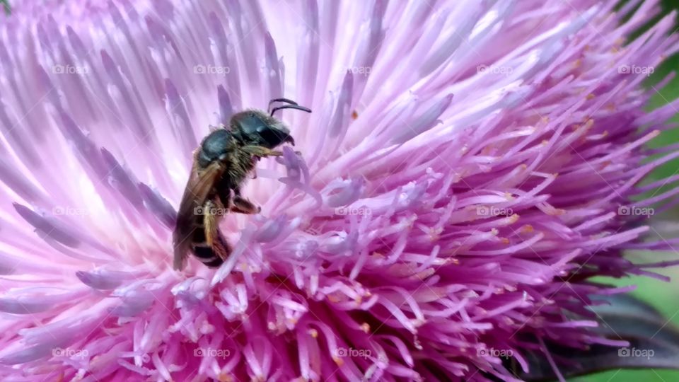 Nature, No Person, Insect, Flower, Outdoors