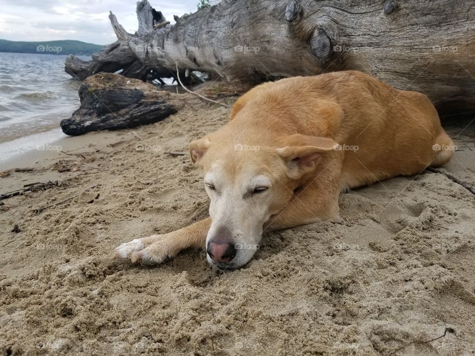 Old dog beach day