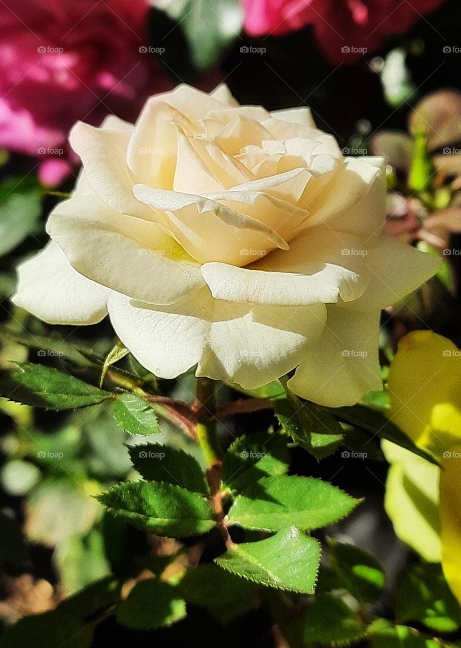 White rose,flower,nature,reflection,landscape,colorful,botany,blossom,floral, garden, plant, landscape,colorful,spring,summer