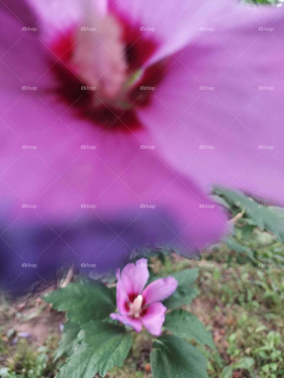 my rose of Sharon  in full bloom wishing everyone a happy and safe Labor day weekend!