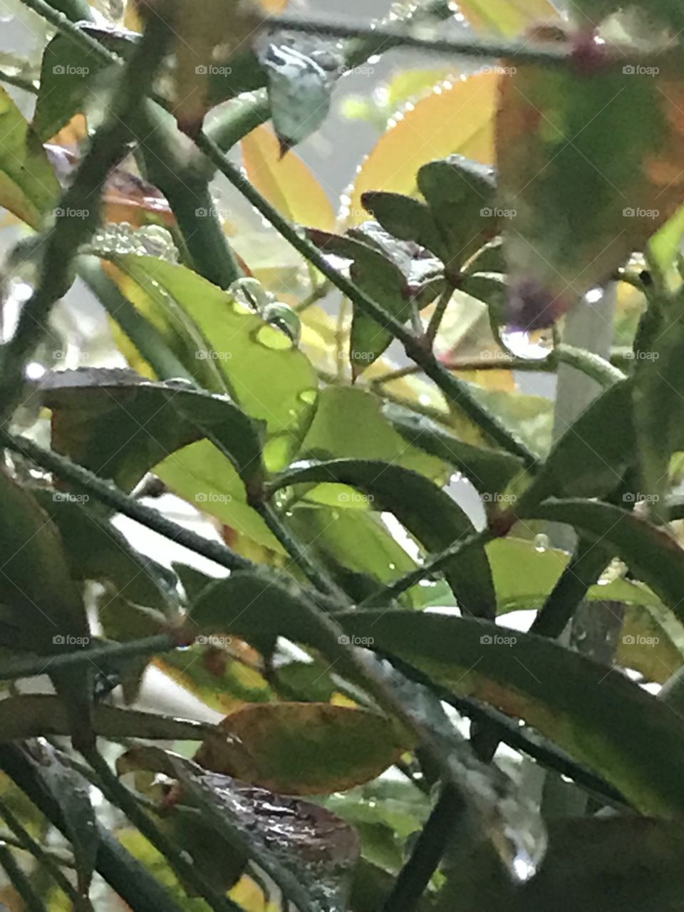 Rain on leaves