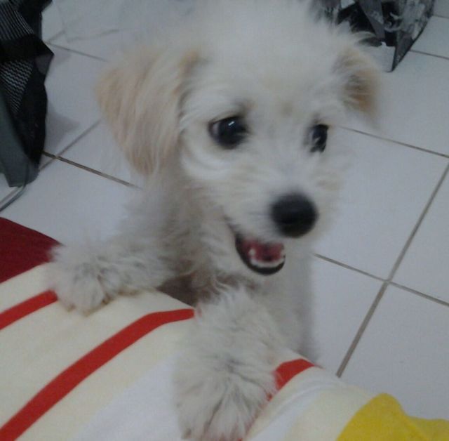 My pet little friend . mixed breed poodle with unknown race he 's cute , affectionate, playful , obedient and Gourmand ... This called Mingau born in the Brazil
valdemira24