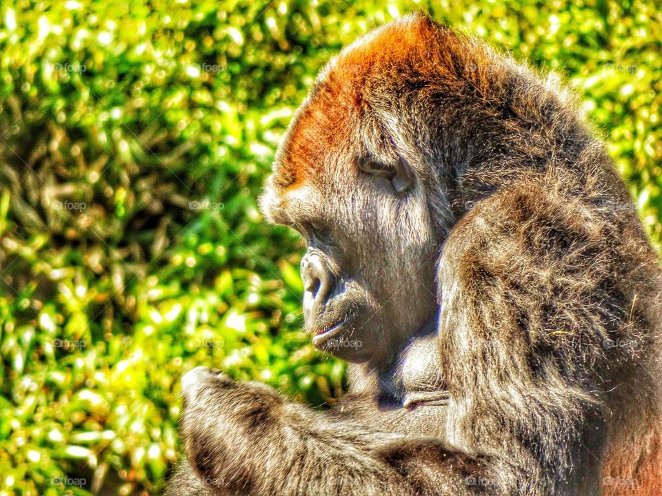 Gorilla Lost In Thought
