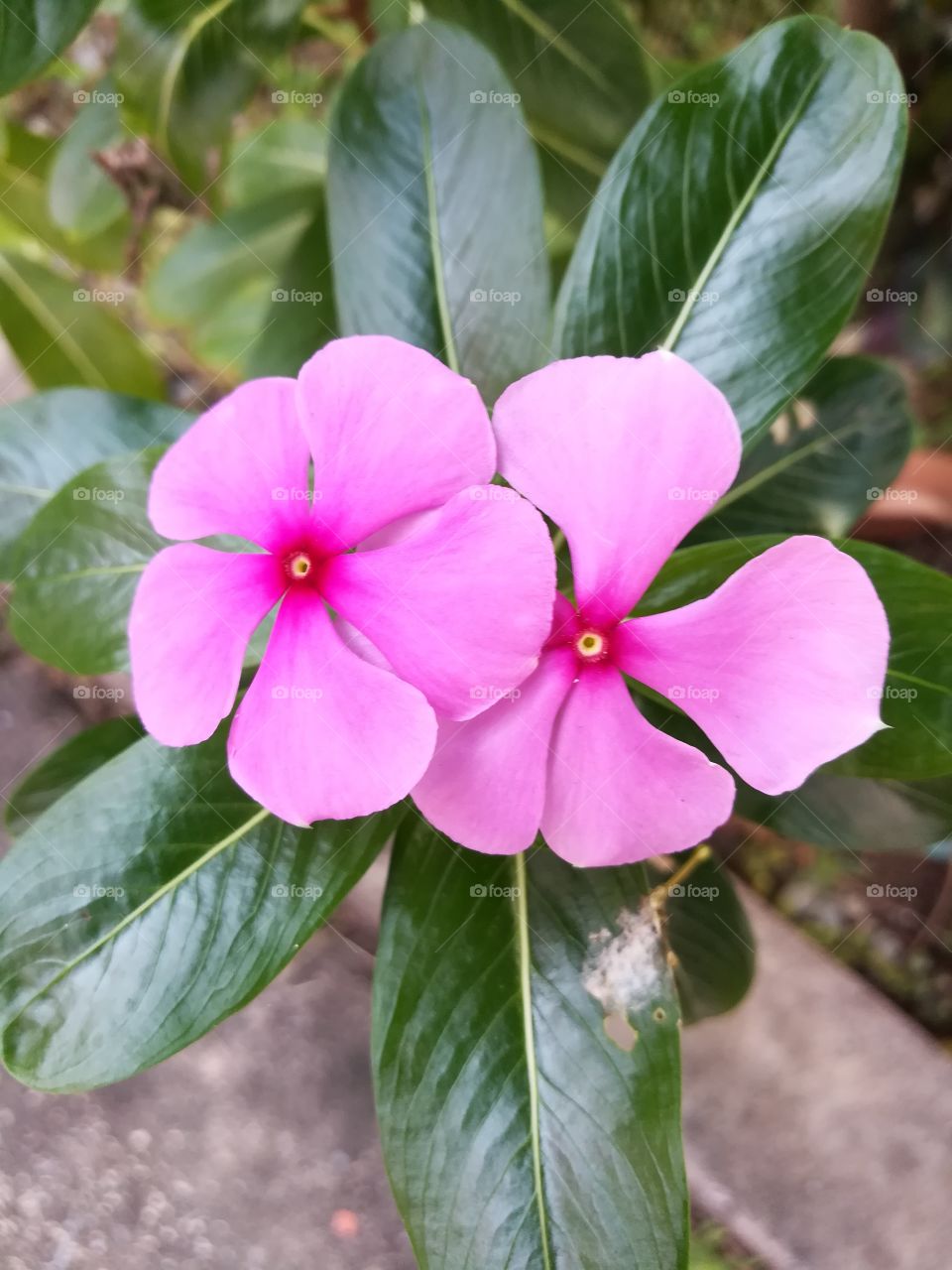 pink flowers