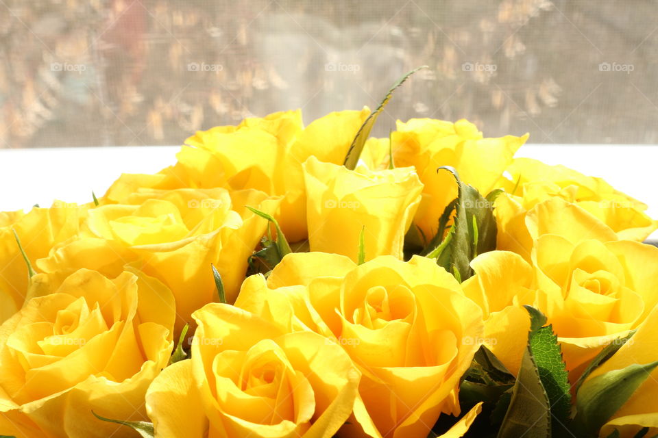 Yellow roses