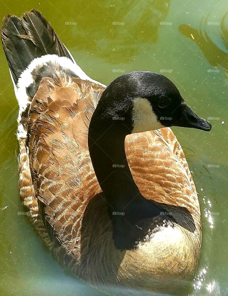 A Canadian Goose Elegantly posing for the camera!!