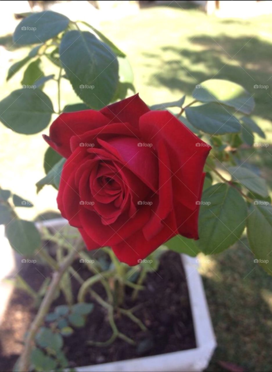 Red rose 