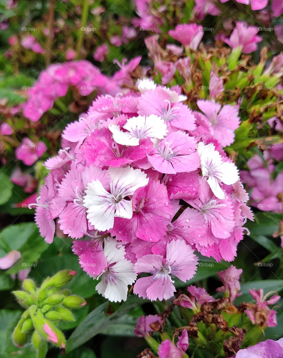 small flowers