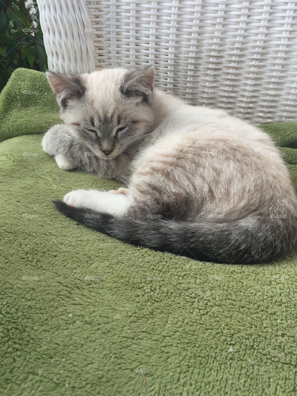 My cat Jinx napping in the sun