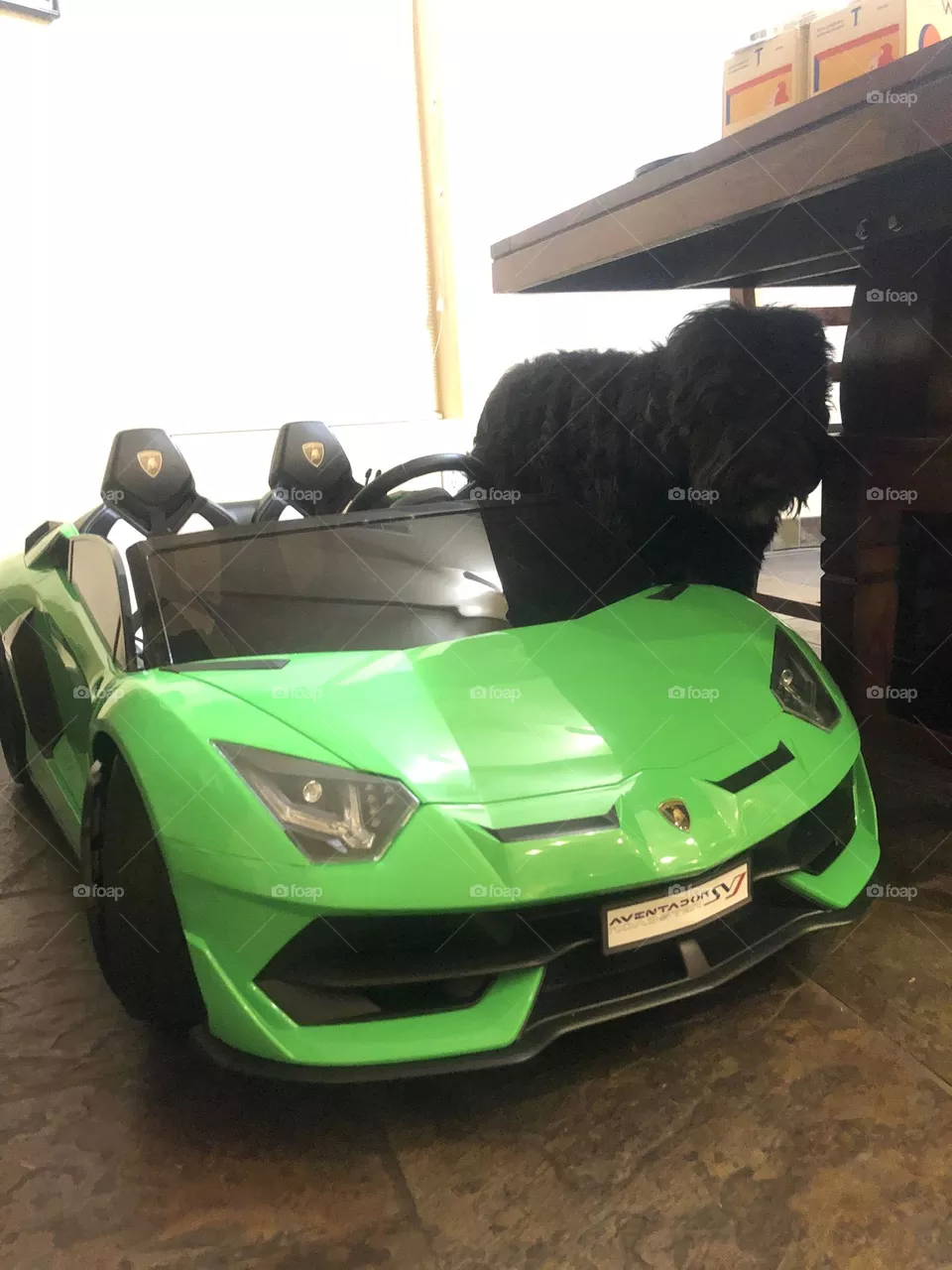 Lamborghini and the puppy