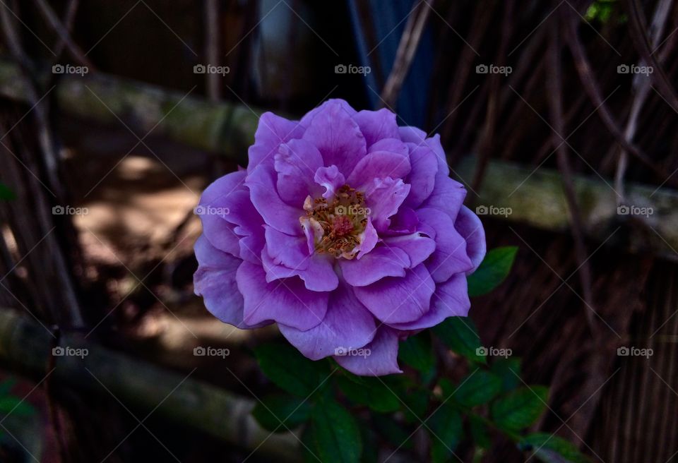Evening, Purple rose 🌹
